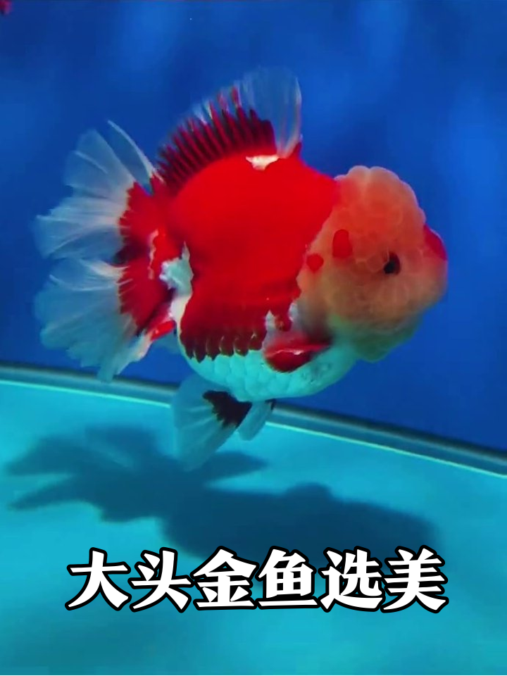 这金鱼头比身子还大!自带“寿星公”造型萌翻了