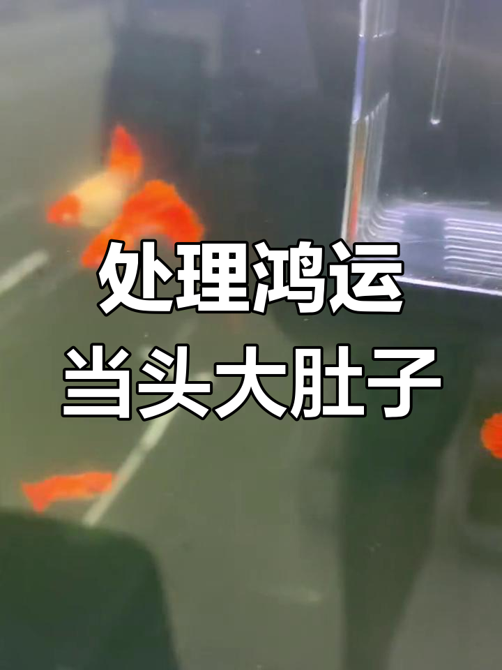 鸿运当头孔雀鱼大肚子处理
