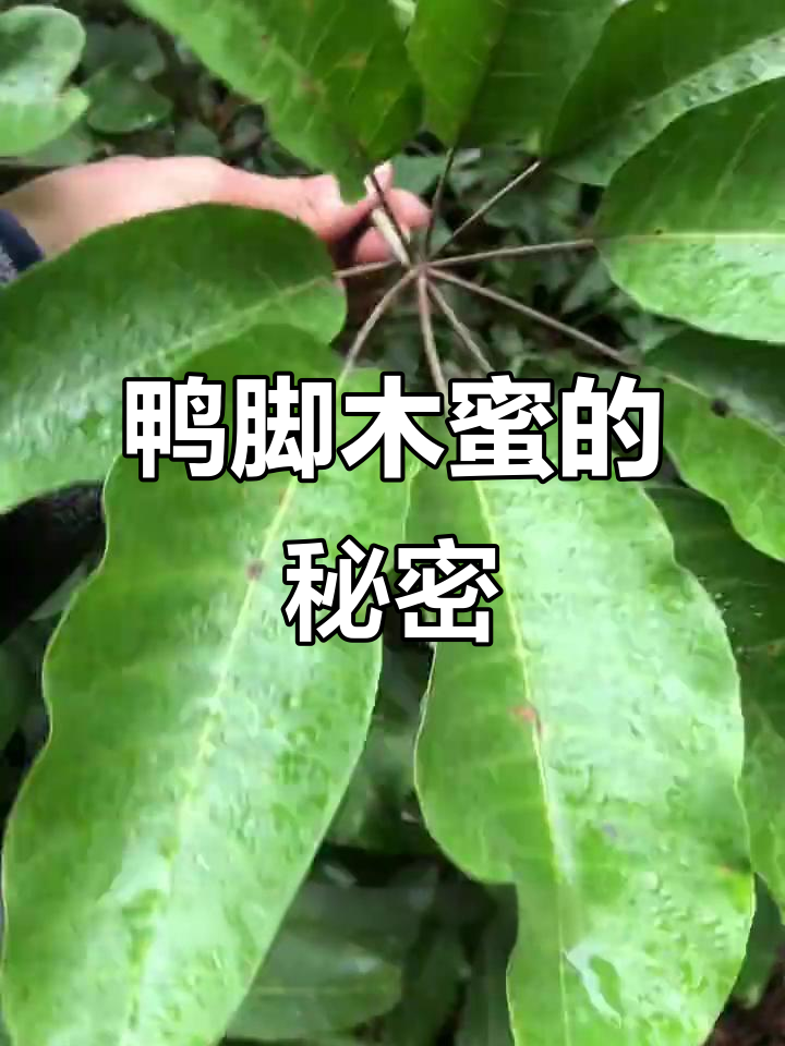 鸭脚木蜜:甜中带苦,却有神奇的药用价值