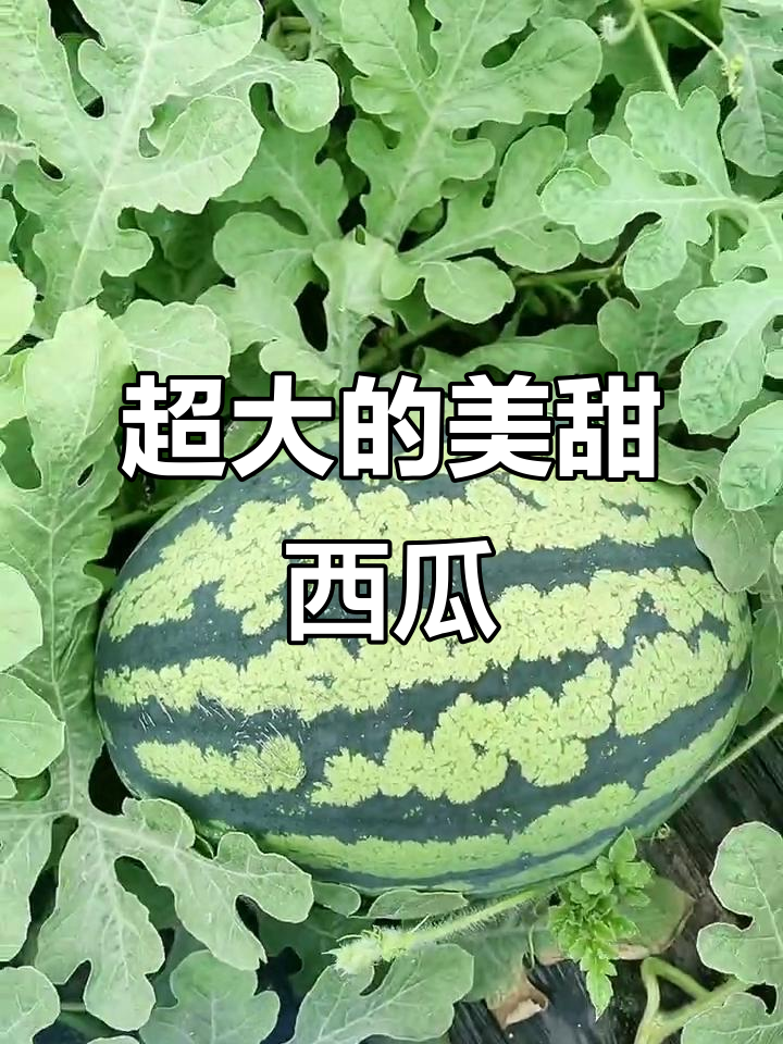 苏伟家西瓜大得惊人,20斤的都有!