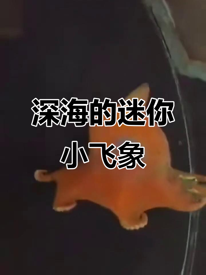 小飞象章鱼：深海萌物，像迪士尼的“小飞象”一样可爱