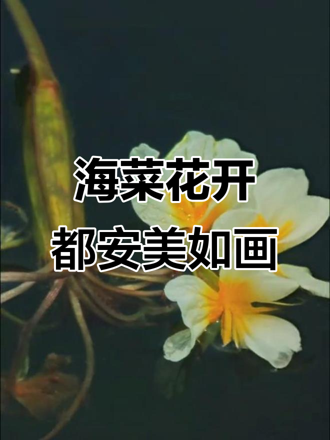 旱期海菜花依然盛开,都安莫奈花园美景再现