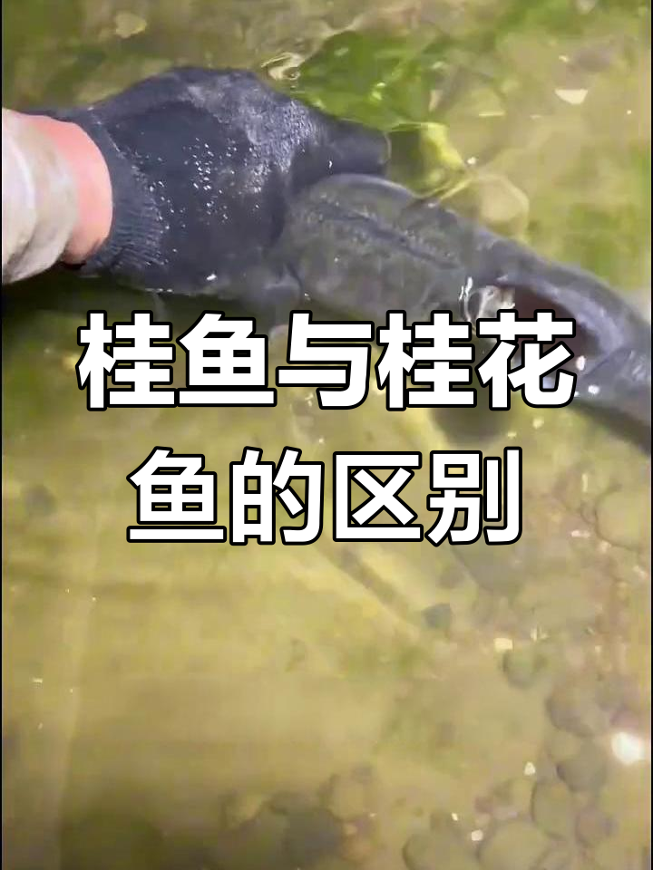 桂鱼和桂花鱼的真相,原来它们是同一种!