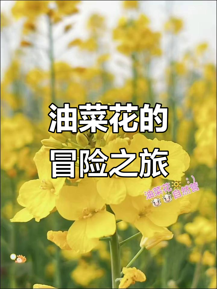 油菜花中的童话王国，带你一起探险！