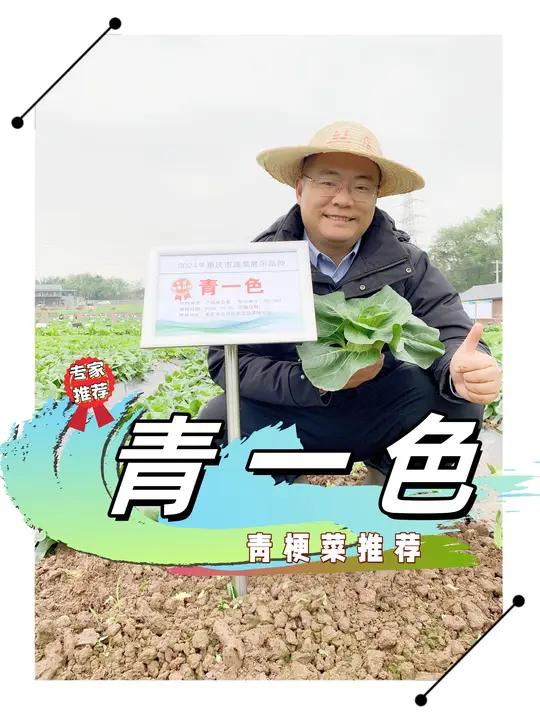 青一色青菜推荐 青一色青梗菜推荐