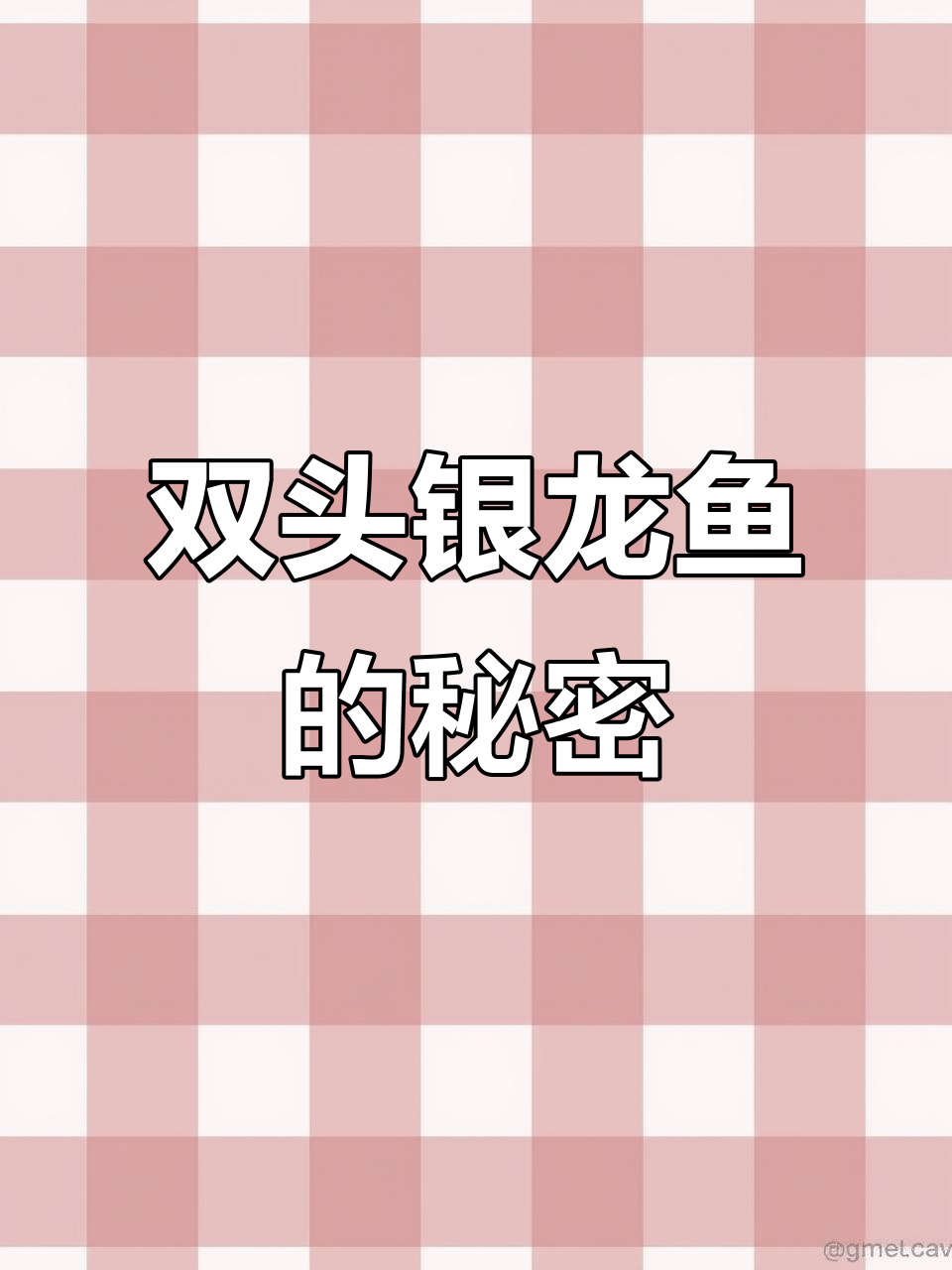 银龙鱼双头畸形,基因突变还是环境影响?