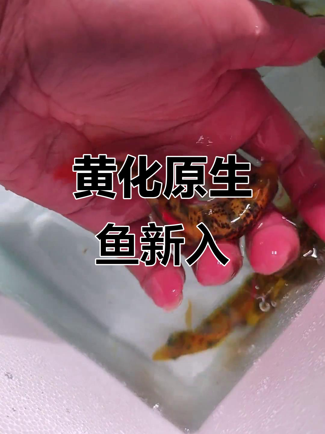 新成员加入!黄花斑鳜与黄金鳜带来惊喜,原生缸再添新宠