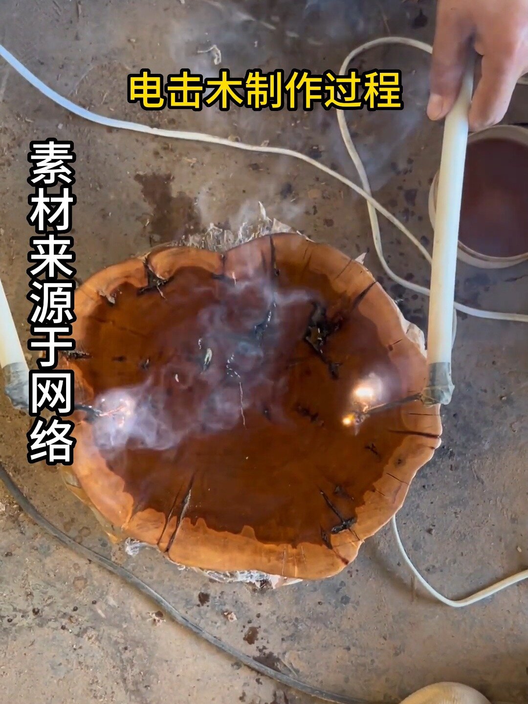 给大家看看电击木和火烧木啥样