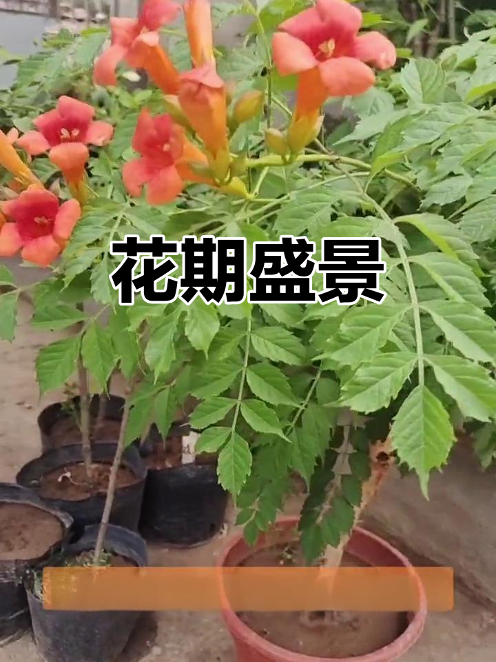攀附力强,夏季花开满枝头,直冲云霄的美丽植物