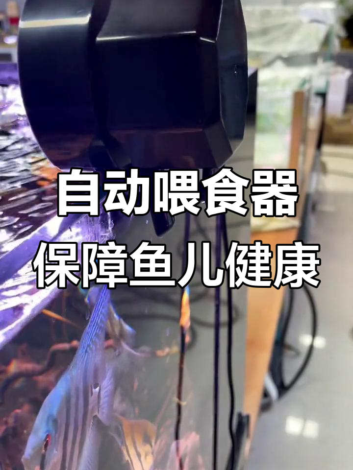 过年回家,鱼缸自动喂食器让小鱼不饿肚子
