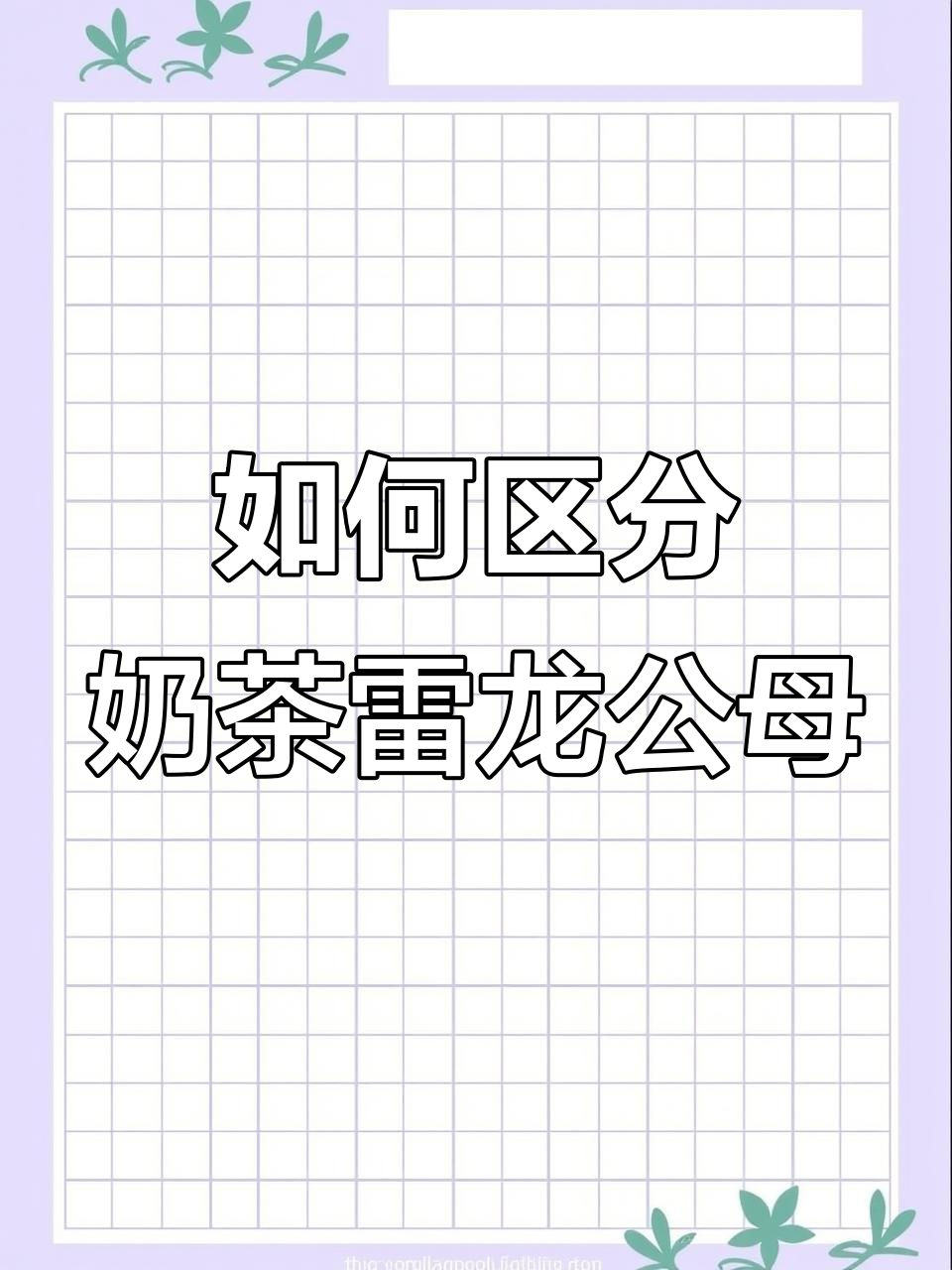 奶茶雷龙公母分辨技巧，头型、体色全解析