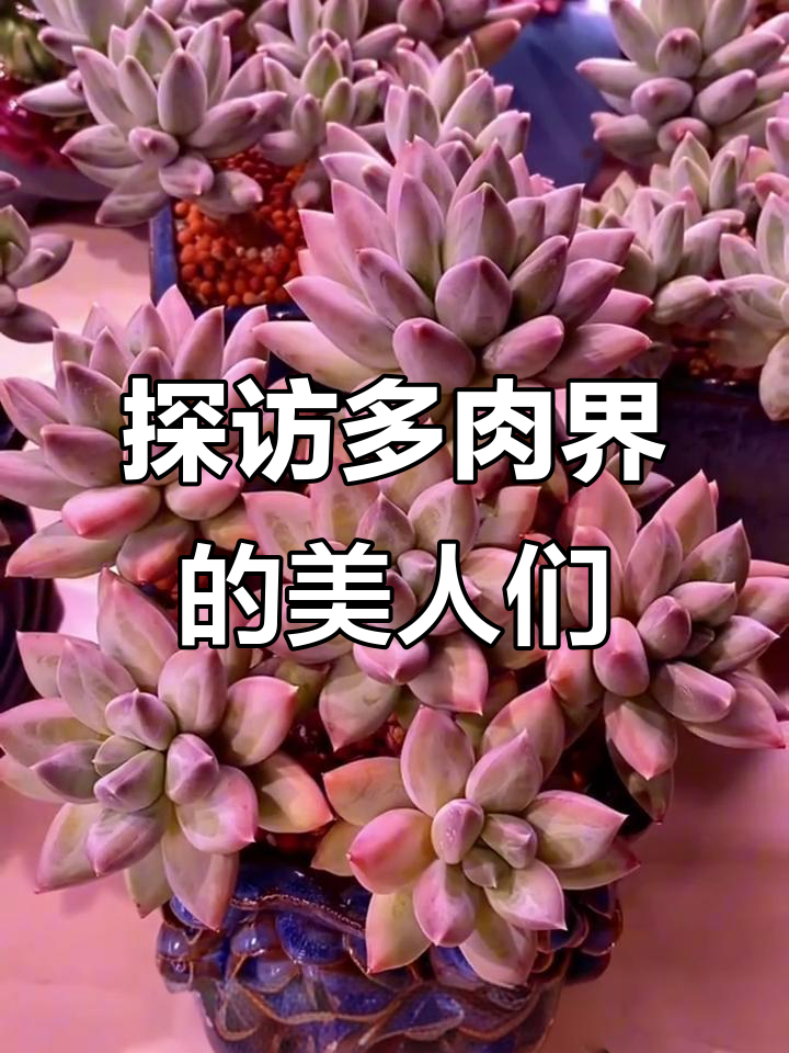 多肉美人系列大揭秘：从雪美人到胖美人，你了解吗？