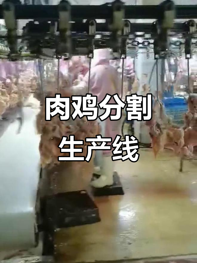 肉鸡屠宰分割流水线全景展示，车间实拍！