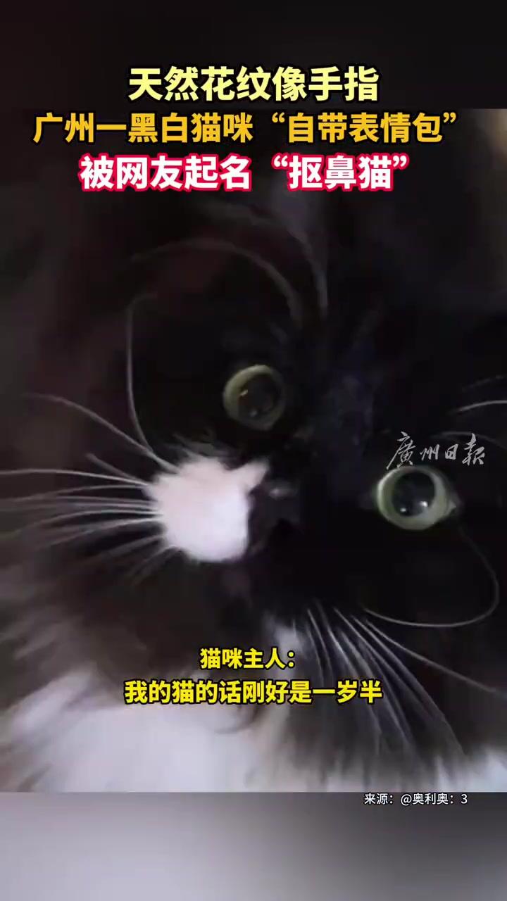 猫咪自带表情包被网友赐名抠鼻猫