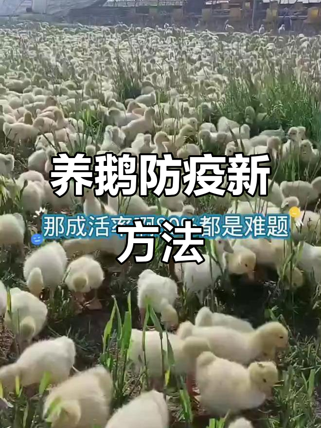 九月份养鹅防疫全攻略，告别打针应激反应
