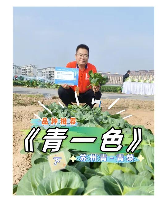 青一色-苏州青品种介绍-下 苏州青品种介绍:今天播放的是下集,介绍主要特性和优点。喜欢的朋