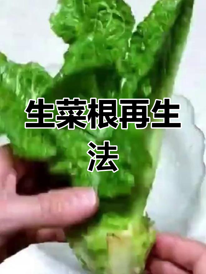 用生菜根轻松种出新生菜,阳台种植小技巧