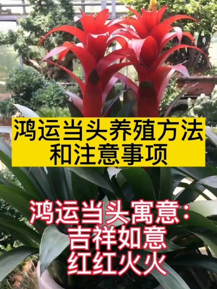 鸿运当头养殖方法和注意事项
