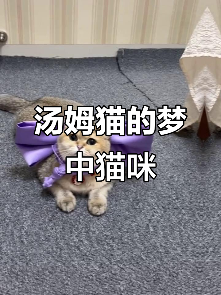 汤姆猫的梦中情猫,萌态十足的小可爱