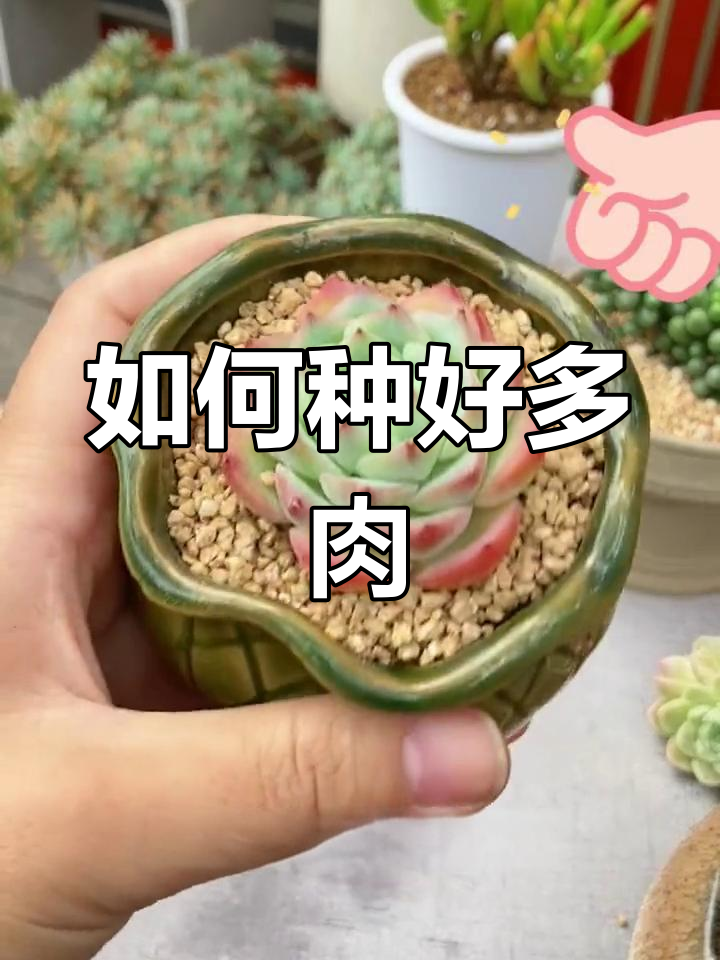多肉植物种植全攻略,新手必学技巧!