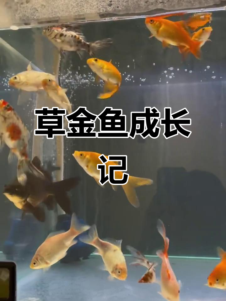 养草金鱼两个月，惊喜连连！黑色品种几乎翻倍