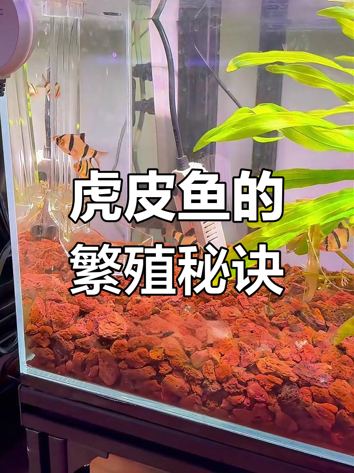 繁殖虎皮鱼,先了解性别与最佳状态