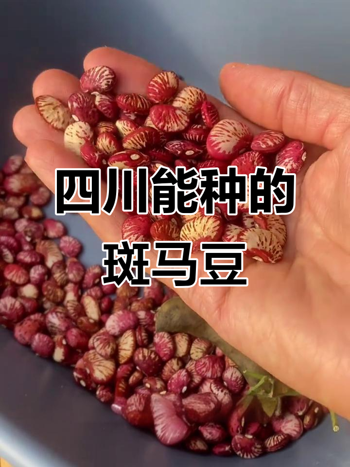 网购云南斑马豆,四川泸州也能种!种植技巧大公开