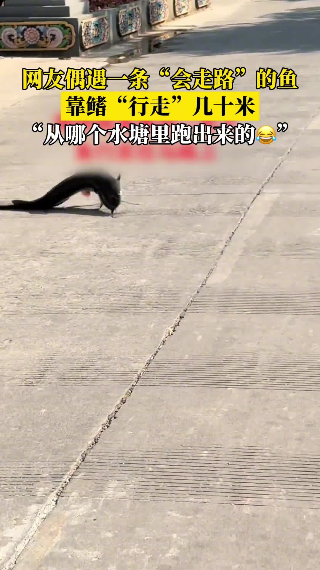 景区里偶遇一条“会走路”的鱼,网友好奇拍下