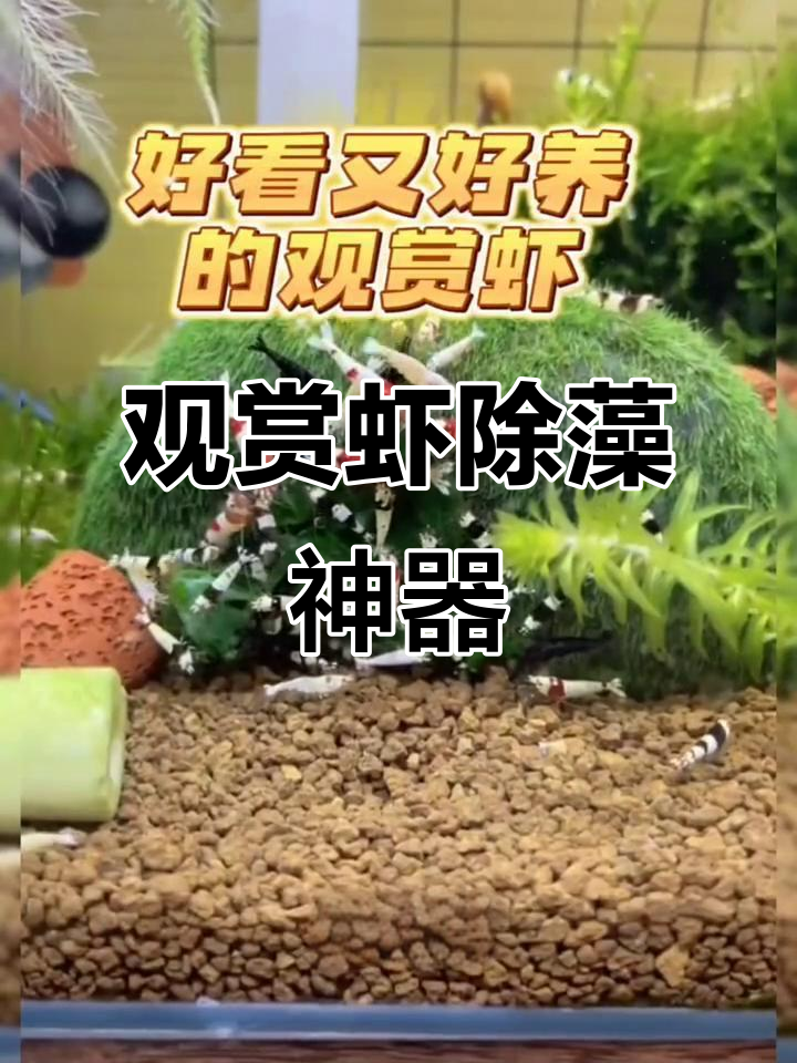 五彩虾,草缸必备,轻松除藻,适合新手!