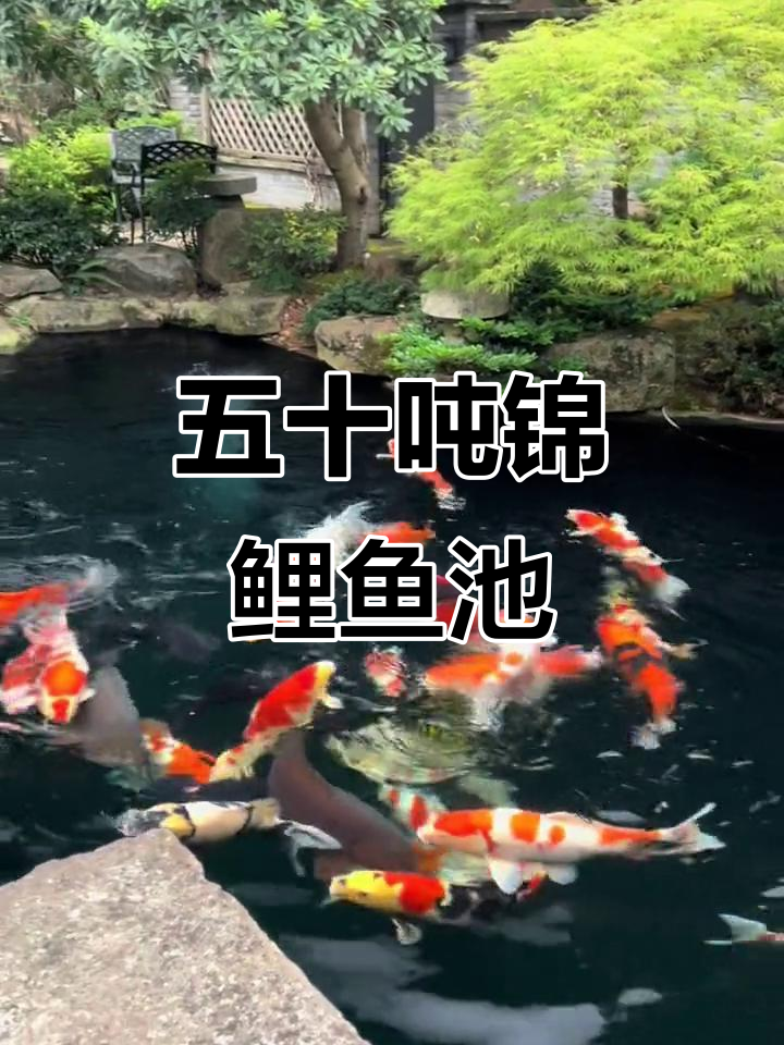 杭州50吨锦鲤鱼池实景展示,智能净化系统让水质更佳