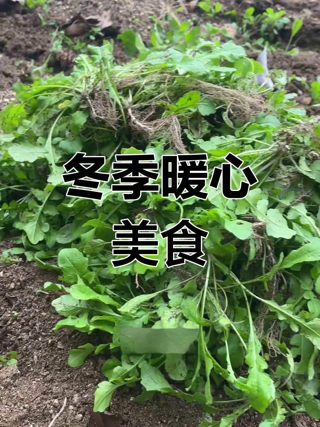 寒冬里,一盘野芥菜饺子温暖人心,简单却让人陶醉