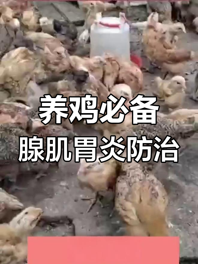 腺肌胃炎困扰养鸡人?教你应对方案