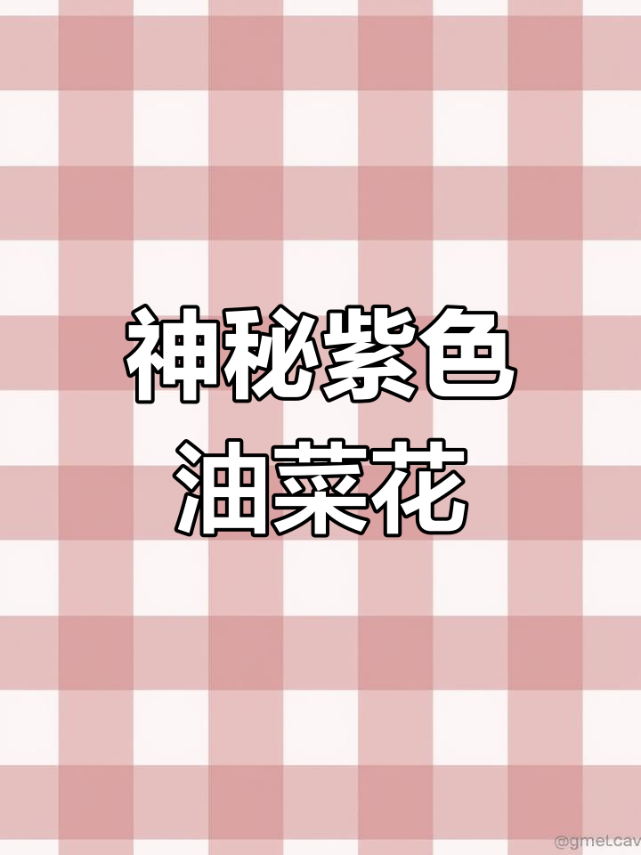 紫色油菜花,名字不重要,重要的是它的美丽