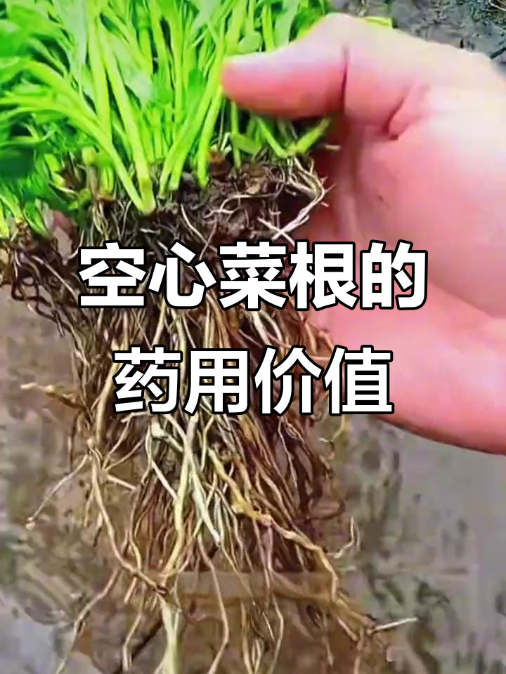 空心菜的根竟然有药用价值,教你简单处理方法