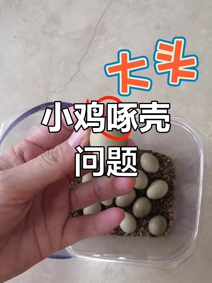 小鸡啄壳位置异常?胎位不正,起嘴不代表立刻破壳