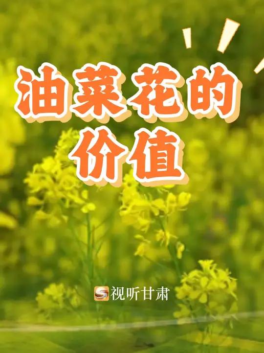 油菜花的价值 油菜花是兼具经济价值、生态功能、观赏效益、文化意义的作物。其种子可榨取食用油
