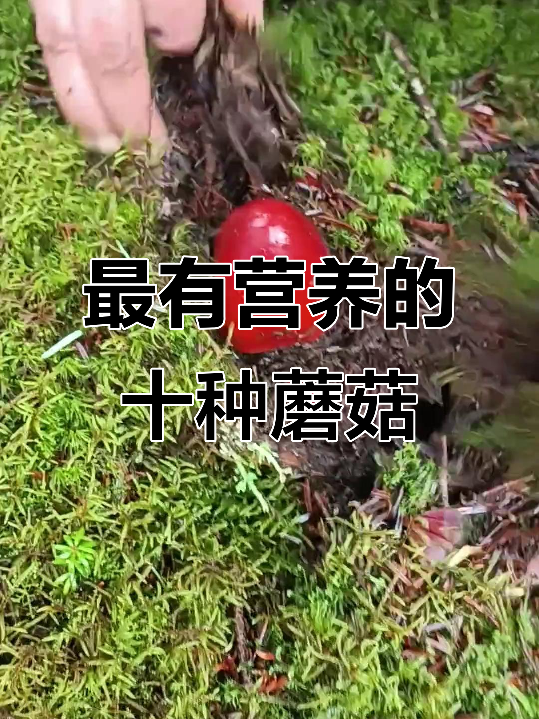 十大营养价值最高的鹅蛋菌,你绝对没见过的美味
