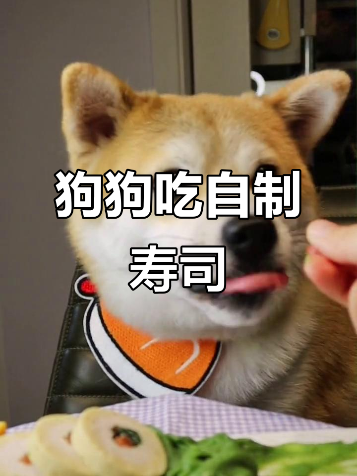 小狗的精致寿司餐,捡粑粑也能变美味