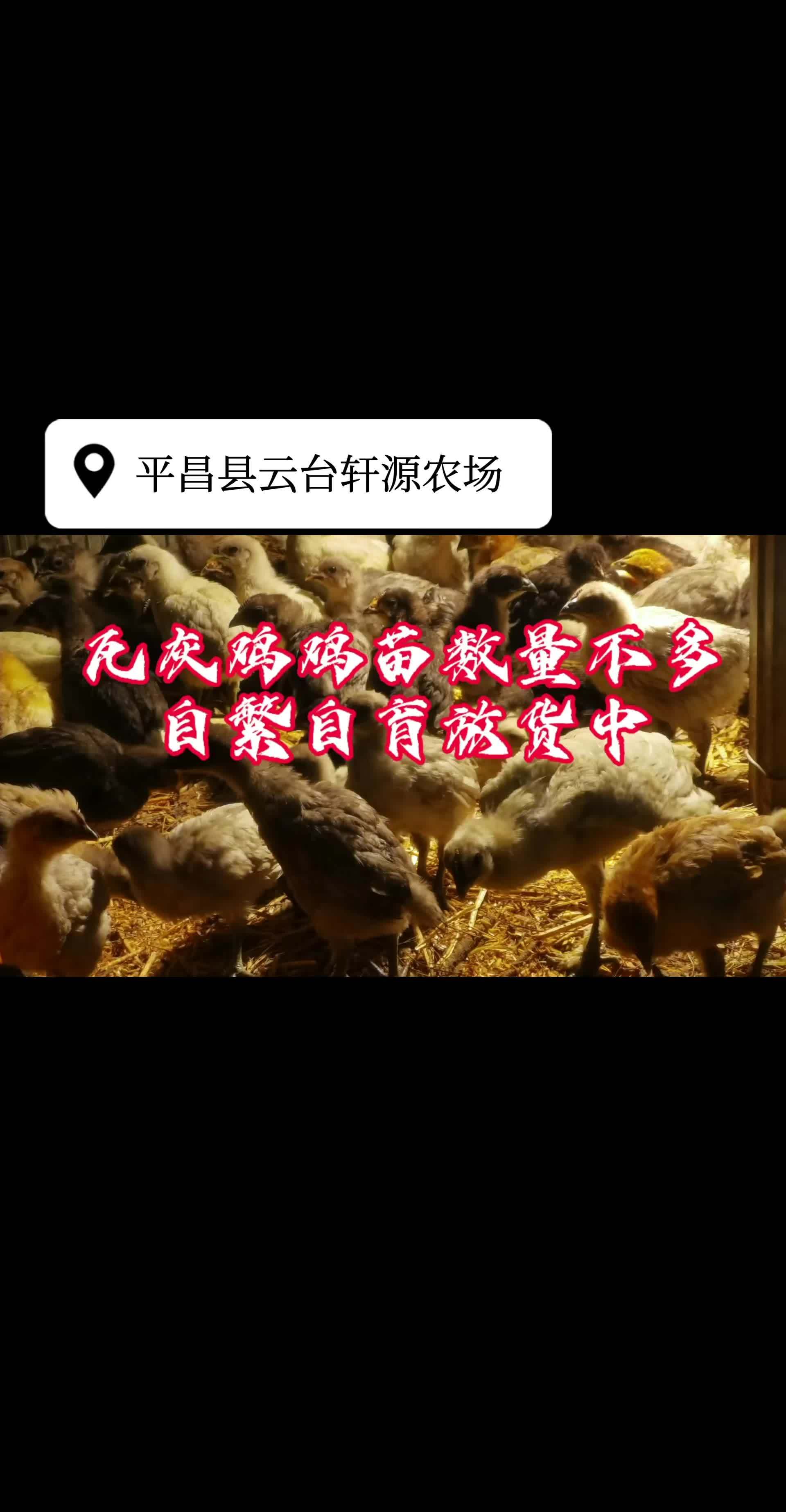 瓦灰鸡苗,数量有限
