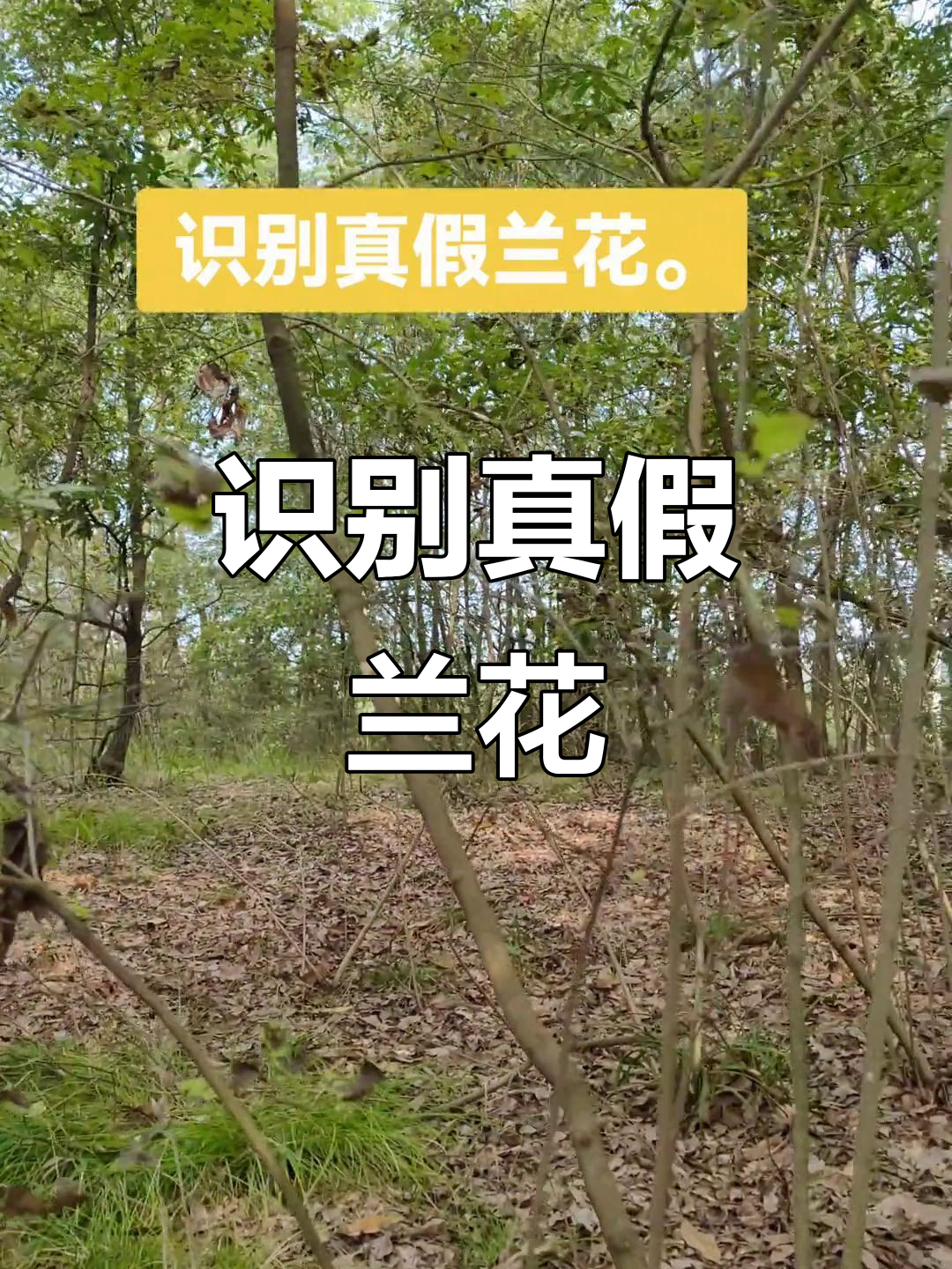 带你了解野生兰花生长与辨别技巧