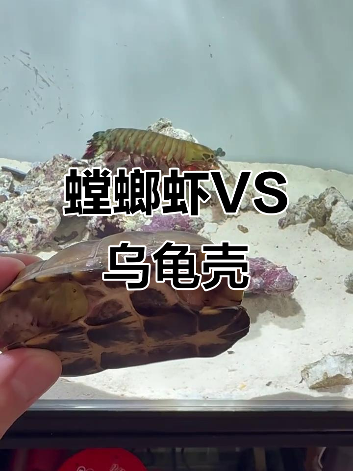螳螂虾挑战乌龟壳，结果被震麻了！