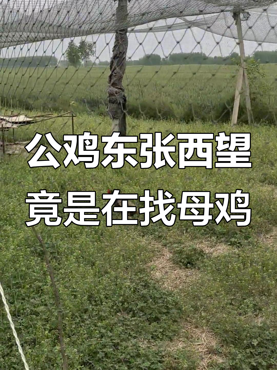 这只公鸡竟然在找“对象”,太搞笑了!