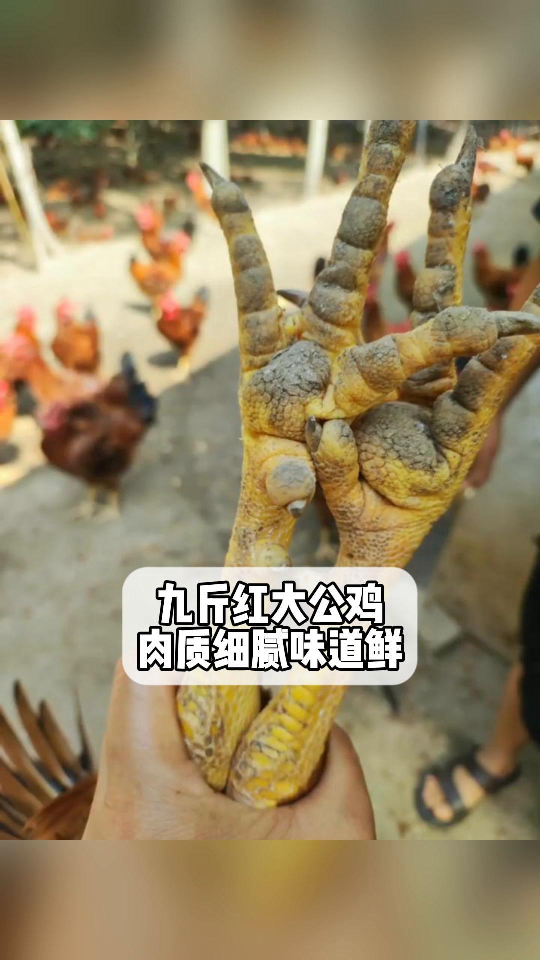 九斤红大公鸡,肉质细腻味道鲜