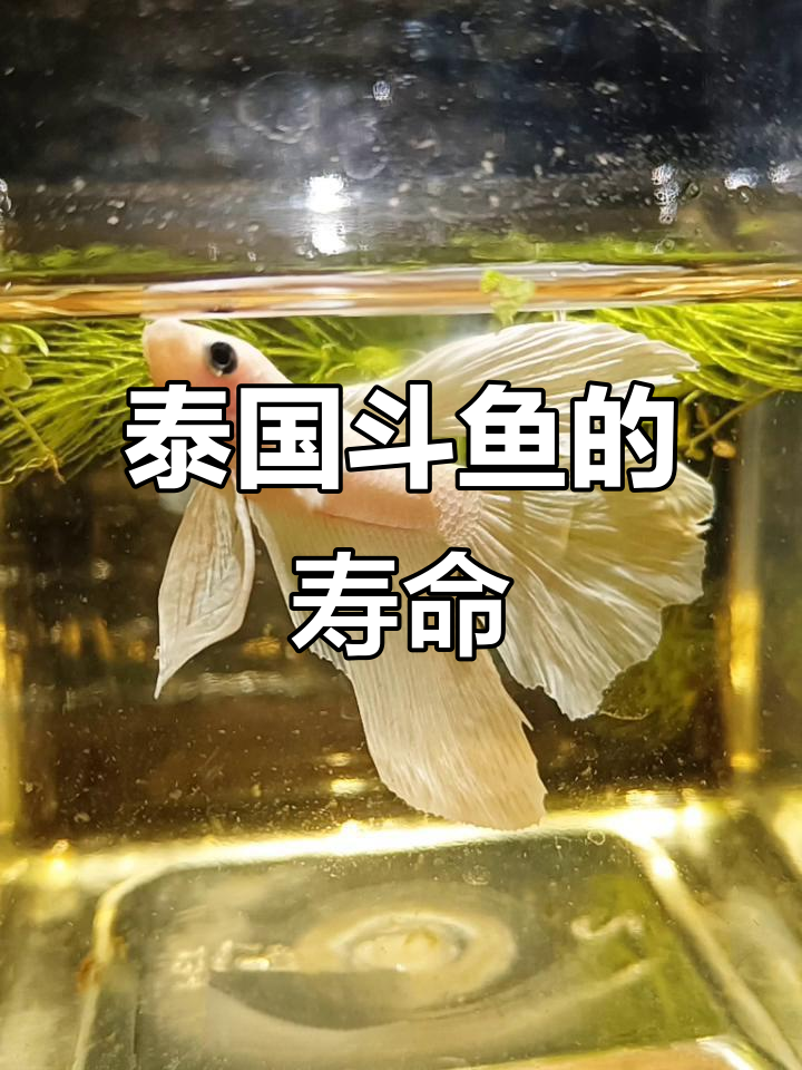 泰国斗鱼寿命揭秘:两年能活吗?