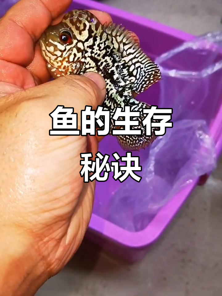 只要水质适宜,鱼几个月不喂也能活;亚成罗汉每天两顿足矣