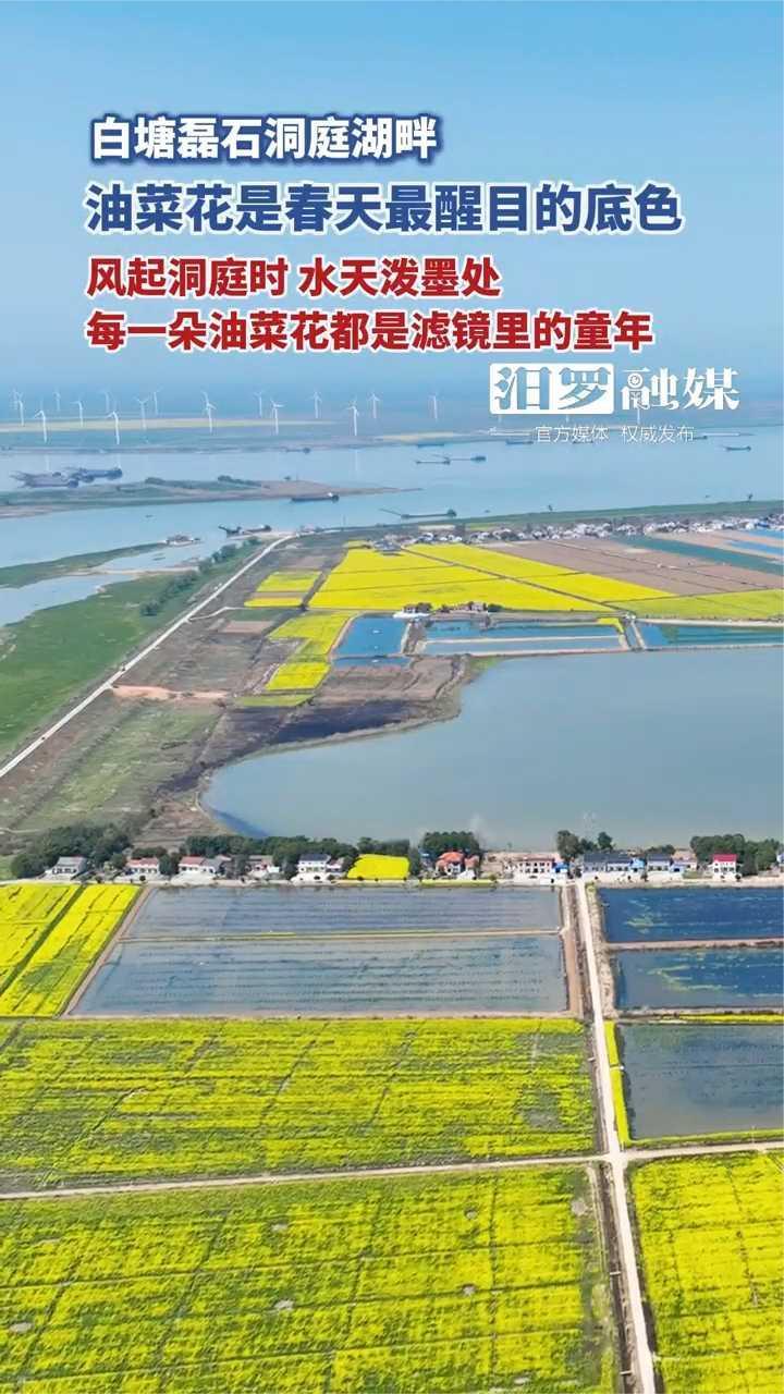 春天里,白塘镇磊石洞庭湖畔,大片油菜花田鳞次栉比呈现别致景色