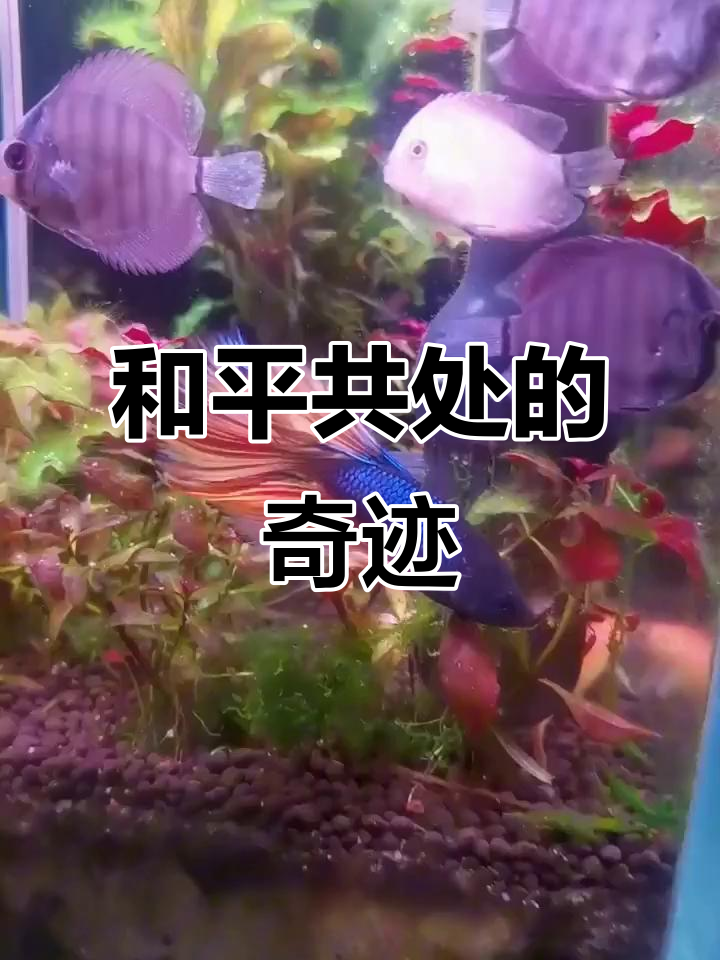 担心斗鱼打架,幸得七彩神仙和平共处