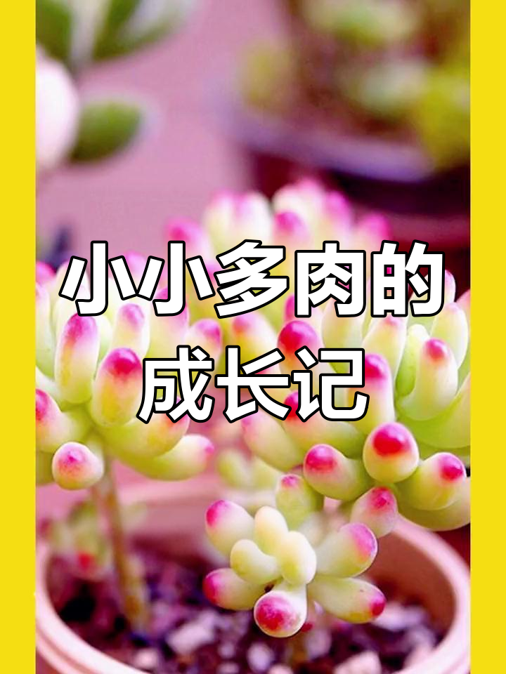 多肉植物从小苗到成型的成长过程,竟然这么有趣!