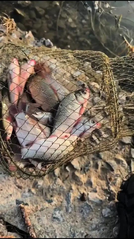 野生大鲫鱼 第一次出庄钓鱼,还行,没空军 晒鱼获的视频 骆马湖