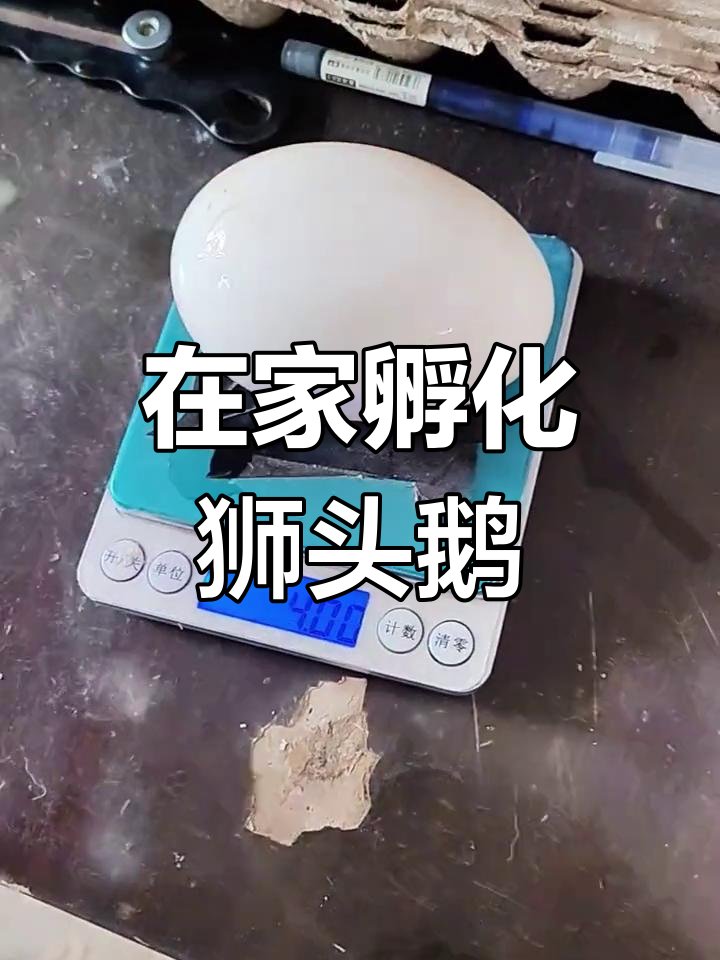 孵鹅蛋全攻略:从消毒到出壳,全程记录